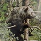 камуфляжная пленка для ружья Медведь утколов маскировка оружия наклейка виниловая камуфляж лес защита ружья