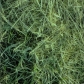 камуфляжная пленка для ружья камыш трава весенняя трава утколов трава 24